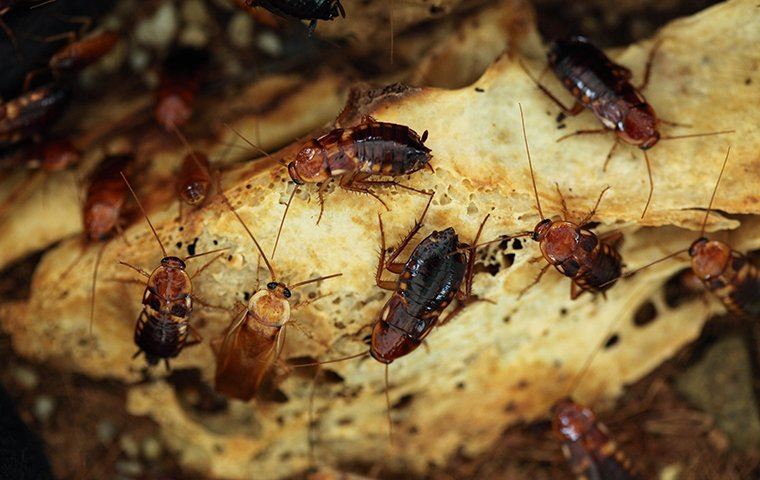 cockroaches on a piece of food